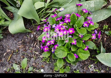 Violette Primueln. Nahaufnahme von wunderschönen Primulas-Blüten und Blättern (primula vulgaris, primula acaulis) im Garten. Familienname Primulaceae, Wissenschaftlicher Name Stockfoto