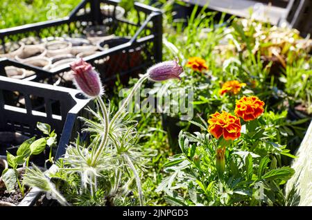 Schöne Blumen Anemone patens (Pulsatilla patens) und Tagetes patula französisch Ringelblume gelb orange in Sonnenlicht Garten. Selektiver Fokus, unscharfer BAC Stockfoto