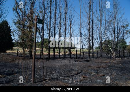 Hedgerley, Buckinghamshire, Großbritannien. 13.. August 2022. Feuerwehrleute des Feuerwehr- und Rettungsdienstes Buckinghamshire waren heute wieder dabei, schwelende Hotspots am Schauplatz eines riesigen Feldfeuers in Hedgerley, Buckinghamshire, zu löschen. Gestern wurden bei einem schweren Brand, der sich auf den Damm von M40 ausbreitete, etwa 25 Hektar Ackerland zerstört. Als der Rauch über die M40 driftete, wurden zwei Spuren der M40 in Richtung Norden zwischen Junction 1A (Kreuzung M25) und Junction 2 (Beaconsfield) geschlossen. Quelle: Maureen McLean/Alamy Live News Stockfoto