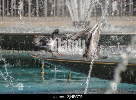 London, Großbritannien. 13.. August 2022. Tauben kühlen sich in den Brunnen am Marble Arch ab, als in Teilen Englands eine Dürre, die durch den vom Menschen verursachten Klimawandel verursacht wurde, offiziell erklärt wird. Kredit: Vuk Valcic/Alamy Live Nachrichten Stockfoto