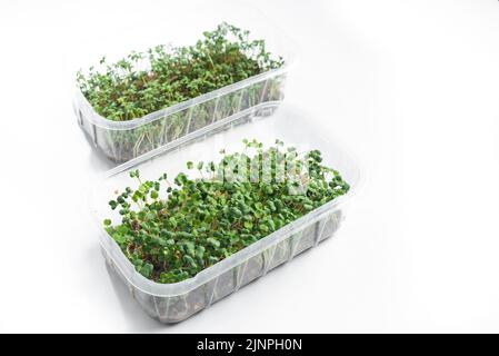Microgreens in Behältern auf weißem Hintergrund. Isolieren Stockfoto