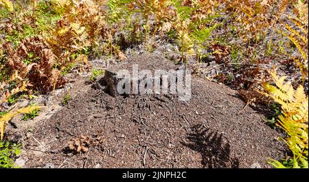 Ameisenhaufen im europäischen Wald. Ameisenhaufen mit Ameisenkolonie auf einem Stumpf Stockfoto