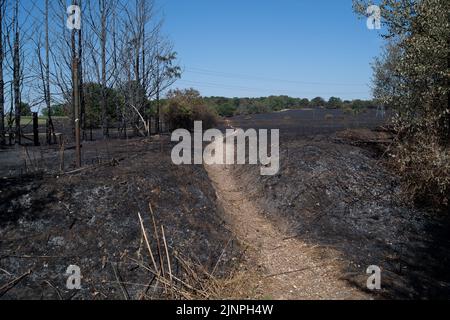 Hedgerley, Buckinghamshire, Großbritannien. 13.. August 2022. Feuerwehrleute des Feuerwehr- und Rettungsdienstes Buckinghamshire waren heute wieder dabei, schwelende Hotspots am Schauplatz eines riesigen Feldfeuers in Hedgerley, Buckinghamshire, zu löschen. Gestern wurden bei einem schweren Brand, der sich auf den Damm von M40 ausbreitete, etwa 25 Hektar Ackerland zerstört. Als der Rauch über die M40 driftete, wurden zwei Spuren der M40 in Richtung Norden zwischen Junction 1A (Kreuzung M25) und Junction 2 (Beaconsfield) geschlossen. Quelle: Maureen McLean/Alamy Live News Stockfoto