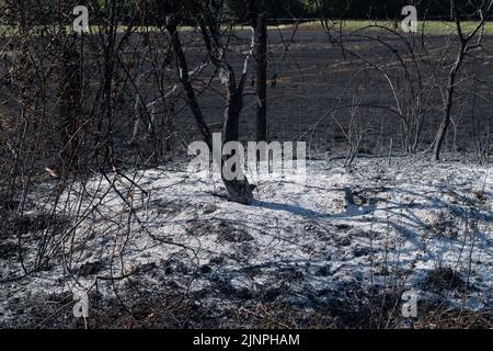 Hedgerley, Buckinghamshire, Großbritannien. 13.. August 2022. Feuerwehrleute des Feuerwehr- und Rettungsdienstes Buckinghamshire waren heute wieder dabei, schwelende Hotspots am Schauplatz eines riesigen Feldfeuers in Hedgerley, Buckinghamshire, zu löschen. Gestern wurden bei einem schweren Brand, der sich auf den Damm von M40 ausbreitete, etwa 25 Hektar Ackerland zerstört. Als der Rauch über die M40 driftete, wurden zwei Spuren der M40 in Richtung Norden zwischen Junction 1A (Kreuzung M25) und Junction 2 (Beaconsfield) geschlossen. Quelle: Maureen McLean/Alamy Live News Stockfoto