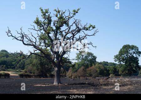 Hedgerley, Buckinghamshire, Großbritannien. 13.. August 2022. Feuerwehrleute des Feuerwehr- und Rettungsdienstes Buckinghamshire waren heute wieder dabei, schwelende Hotspots am Schauplatz eines riesigen Feldfeuers in Hedgerley, Buckinghamshire, zu löschen. Gestern wurden bei einem schweren Brand, der sich auf den Damm von M40 ausbreitete, etwa 25 Hektar Ackerland zerstört. Als der Rauch über die M40 driftete, wurden zwei Spuren der M40 in Richtung Norden zwischen Junction 1A (Kreuzung M25) und Junction 2 (Beaconsfield) geschlossen. Quelle: Maureen McLean/Alamy Live News Stockfoto