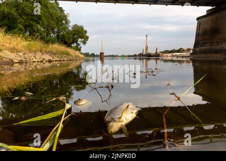 Deutschland. 13. August 2022. Am 13. August 2022 liegen tote Fische am Ufer der oder bei Kustrien-Kietz an der oder in Deutschland. Die oder, die teilweise an der polnisch-deutschen Grenze verläuft, ist vermutlich mit toxischen, chemischen oder biologischen Schadstoffen kontaminiert. Das Ausmaß der Verschmutzung ist sehr groß, Tonnen von toten Fischen wurden von Freiwilligen aus dem Wasser gezogen. Es wird angenommen, dass die Kontamination in Olawa in Südpolen begonnen hat. Die Menschen werden aufgefordert, das Wasser des Flusses nicht zu betreten oder zu nutzen. Der polnische Premierminister Mateusz Morawiecki plädiert für eine gründliche Untersuchung und schwere Nachteile Stockfoto