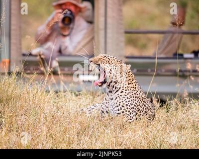 Ein Leopard im Maasai Mara Nationalpark, der von Touristen auf Safari fotografiert wird Stockfoto