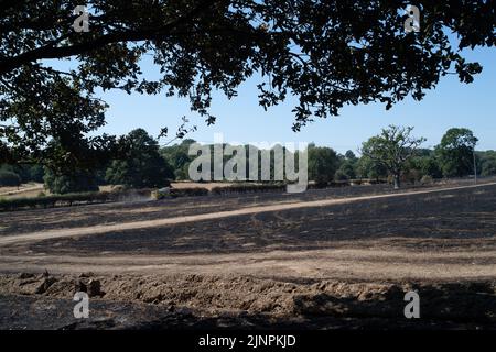 Hedgerley, Buckinghamshire, Großbritannien. 13.. August 2022. Feuerwehrleute des Feuerwehr- und Rettungsdienstes Buckinghamshire waren heute wieder dabei, schwelende Hotspots am Schauplatz eines riesigen Feldfeuers in Hedgerley, Buckinghamshire, zu löschen. Gestern wurden bei einem schweren Brand, der sich auf den Damm von M40 ausbreitete, etwa 25 Hektar Ackerland zerstört. Als der Rauch über die M40 driftete, wurden zwei Spuren der M40 in Richtung Norden zwischen Junction 1A (Kreuzung M25) und Junction 2 (Beaconsfield) geschlossen. Quelle: Maureen McLean/Alamy Live News Stockfoto