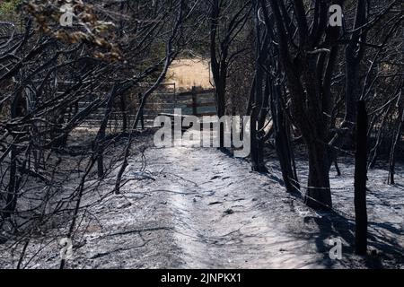 Hedgerley, Buckinghamshire, Großbritannien. 13.. August 2022. Feuerwehrleute des Feuerwehr- und Rettungsdienstes Buckinghamshire waren heute wieder dabei, schwelende Hotspots am Schauplatz eines riesigen Feldfeuers in Hedgerley, Buckinghamshire, zu löschen. Gestern wurden bei einem schweren Brand, der sich auf den Damm von M40 ausbreitete, etwa 25 Hektar Ackerland zerstört. Als der Rauch über die M40 driftete, wurden zwei Spuren der M40 in Richtung Norden zwischen Junction 1A (Kreuzung M25) und Junction 2 (Beaconsfield) geschlossen. Quelle: Maureen McLean/Alamy Live News Stockfoto