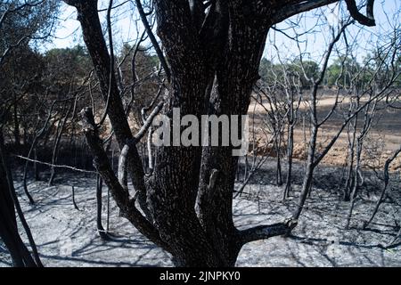 Hedgerley, Buckinghamshire, Großbritannien. 13.. August 2022. Feuerwehrleute des Feuerwehr- und Rettungsdienstes Buckinghamshire waren heute wieder dabei, schwelende Hotspots am Schauplatz eines riesigen Feldfeuers in Hedgerley, Buckinghamshire, zu löschen. Gestern wurden bei einem schweren Brand, der sich auf den Damm von M40 ausbreitete, etwa 25 Hektar Ackerland zerstört. Als der Rauch über die M40 driftete, wurden zwei Spuren der M40 in Richtung Norden zwischen Junction 1A (Kreuzung M25) und Junction 2 (Beaconsfield) geschlossen. Quelle: Maureen McLean/Alamy Live News Stockfoto