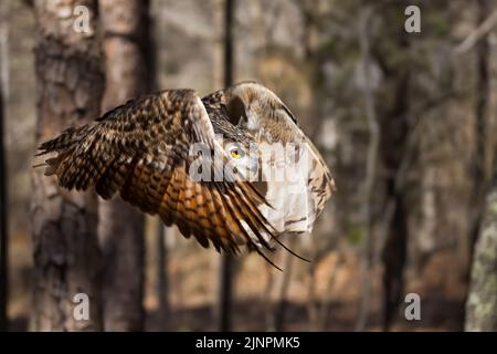 Eurasische Adlereule im Flug Stockfoto