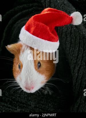 Meerschweinchen in einem Weihnachtsmannhut. Stockfoto