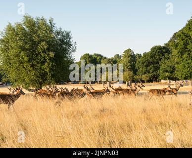 Rothirse (Cervus elaphus) grasen in einem sehr trockenen und verbrannten Richmond Park, London, England, Großbritannien Stockfoto