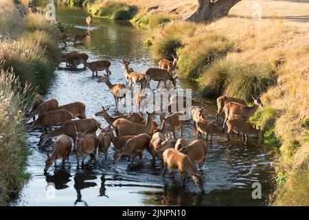 Thirsty Red Deer (Cervus elaphus) bei einem Drink im Beverley Brook im Richmond Park, London, England, Großbritannien Stockfoto