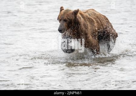 Alaskan Braunbär lunging in einem Versuch, Lachs am Mikfik Creek in McNeil River State Game Sanctuary und Refuge zu fangen Stockfoto