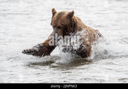 Alaskan Braunbär lunging in einem Versuch, Lachs am Mikfik Creek in McNeil River State Game Sanctuary und Refuge zu fangen Stockfoto