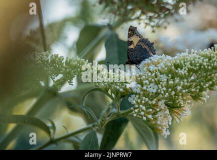 Detaillierte Nahaufnahme eines kleinen Tortoiseshellschmetterlings (Aglais urticae), der sich von einer buddleja Buddleia-Buschblüte ernährt Stockfoto