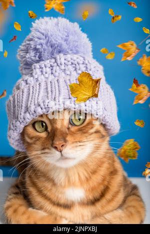 Bengal Katze sitzt in einem gestrickten lila Hut. Blauer Hintergrund und gelbe Blätter. Stockfoto