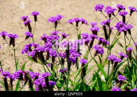 Verbena rigida 'Santos', Blaue Blumen Stockfoto