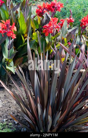 Neuseeland Flachs, Phormium „Dark Delight“, Garden, Hardy, Perennial, Pflanzen Hintergrund Canna Cannova Bronze Scarlet Stockfoto