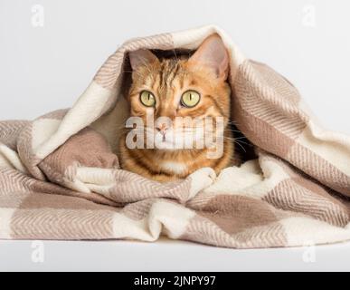 Katze unter einem Schal auf weißem Hintergrund. Das Tier ist in einen Wollschal gewickelt. Stockfoto