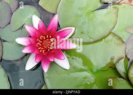 Draufsicht auf eine lilafarbene Seerosenblüte der Nymphäaceae, die auf einer Teichoberfläche schwimmt und von wunderschönen Blättern umgeben ist Stockfoto