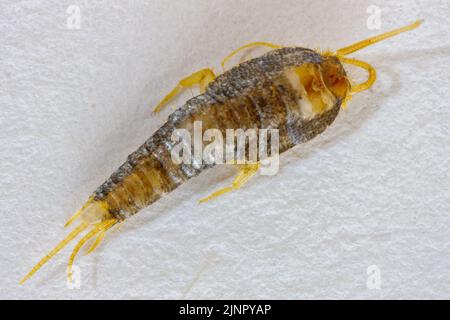 Ein Silberfisch auf weißem Hintergrund Stockfoto