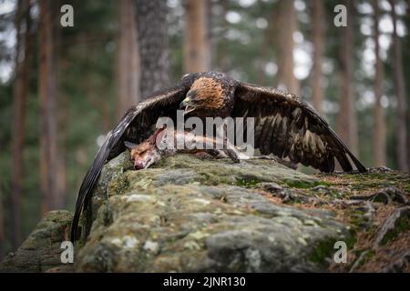 Der Weißkopfadler bewacht seine Beute. Stockfoto