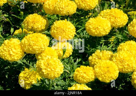 Gelbe Ringelblumen gelbe Tagetes 'Lady First' Bedding Plant Tagetes erecta afrikanische Ringelblume blühende Blumenbeete Blumen blühender August blühend Stockfoto