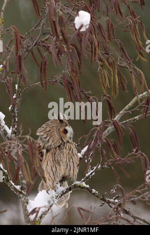 Eine langohrige Eule (ASIO otus) brütet in einem schneebedeckten Baum, während sie auf der Hut ist vor Umgebungsgeräuschen. Stockfoto