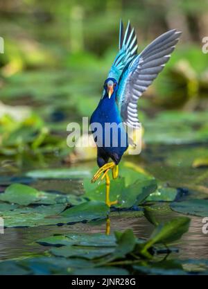 American Purple Gallinule (Porphyrio martinica). Everglades National Park, Florida, USA. Stockfoto