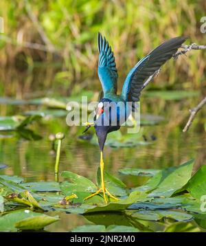 American Purple Gallinule (Porphyrio martinica). Everglades National Park, Florida, USA. Stockfoto