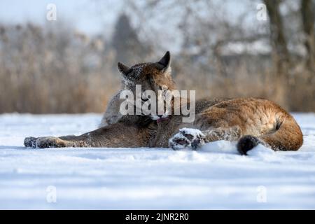 Die Pumas spielen auf einer verschneiten Wiese. Stockfoto