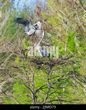 Blaureiher (Ardea herodias). Green Cay Wetlands, Palm Beach County, Florida. Stockfoto