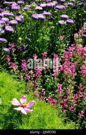 China Aster Callistephus chinensis Salvia viridis Pink Sunday Cosmos bipinnatus Mix Garden Border Blumen Pflanzen blühende gemischte Blumenbeete jährliche Pflanze Stockfoto