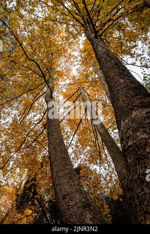 Niedrige Ansicht der Baumstämme oben gelb fallende Blätter in der Herbstsaison Stockfoto