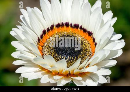 Cape Daisy, Arctotis fastuosa Zulu Prince, jährlich, Pflanze, Blume, Monarch of the VELDT, Venidium fastuosum, Prince Daisy cůose nach oben Stockfoto