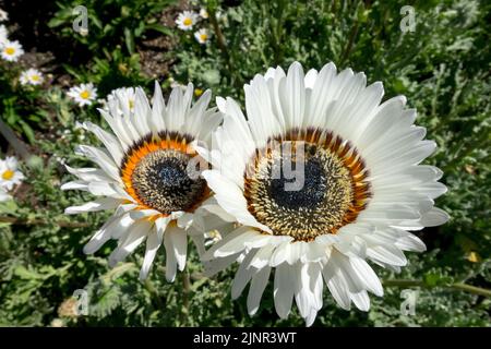 Cape Daisy, Arctotis fastuosa Zulu Prince, jährlich, Pflanze, Blume, Monarch of the VELDT, Venidium fastuosum, Prince Daisy Stockfoto