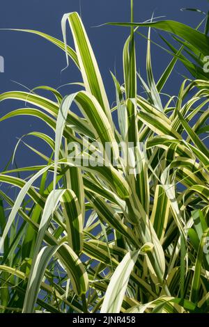 Gestreiftes Schilfrohr, Arundo donax Variegata, hohe Pflanze Stockfoto
