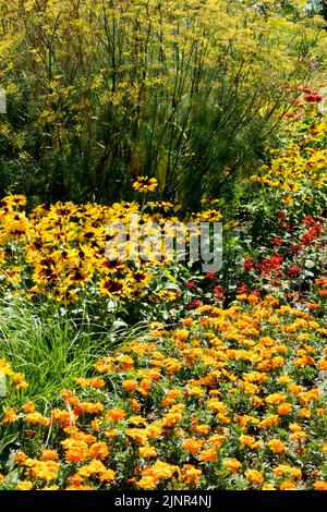 Beetpflanzen Jährliche Rudbeckias Marigolds Fenchel Buntes Blumenbeet Gelbe Blumen Blühende August Blüten Border Mixed Orange Tagetes Rudbeckia Stockfoto