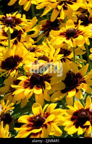 Black-eyed Susan, Rudbeckia 'Denver Daisy', Summer, Rudbeckias, Blooming, Gloriosa Gänseblümchen, Blühend, Rudbeckia hirta Stockfoto