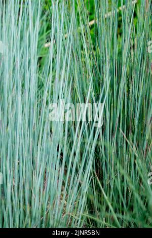 Schizachyrium scoparium 'The Blue Strain', Blue Ornamental Grass, Hardy, Perennial, Gräser Stockfoto