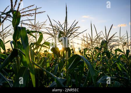 Reihe von Mais mit Pollen in einem Garten Stockfoto