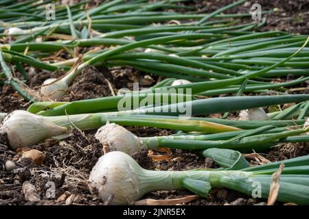 Ernte von frisch geernteten Zwiebeln Stockfoto