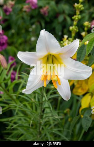 Weiße trompetenförmige Blüten der königlichen Lilie Stockfoto