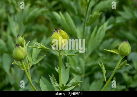 Knospen des Kosmos bipinnatus Pflanzen im Begriff zu blühen Stockfoto