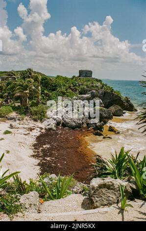 Übermäßige Mengen an Sargassum-Algen säumen die Küste unterhalb der Archäologischen Zone von Tulum. Stockfoto