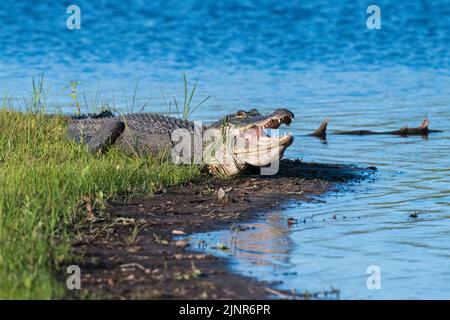 Amerikanischer Alligator (A. mississippiensis). Myakka River State Park, Florida. Stockfoto