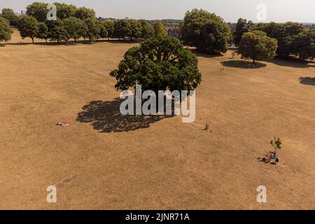 Trockenes Gras in Eastville Park, Bristol. Das Met Office hat für Teile von England und Wales vier Tage von Donnerstag bis Sonntag eine gelbe Warnung vor extremer Hitze ausgegeben. Bilddatum: Samstag, 13. August 2022. Stockfoto