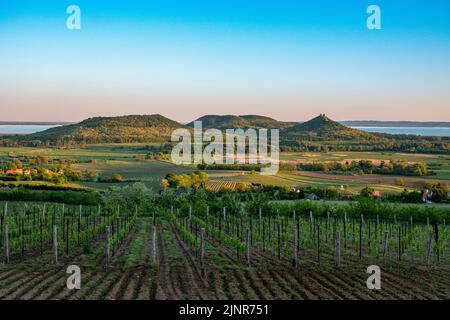 Weinberge und der Badacsony Berg mit Plattensee bei Sonnenuntergang in Ungarn Stockfoto